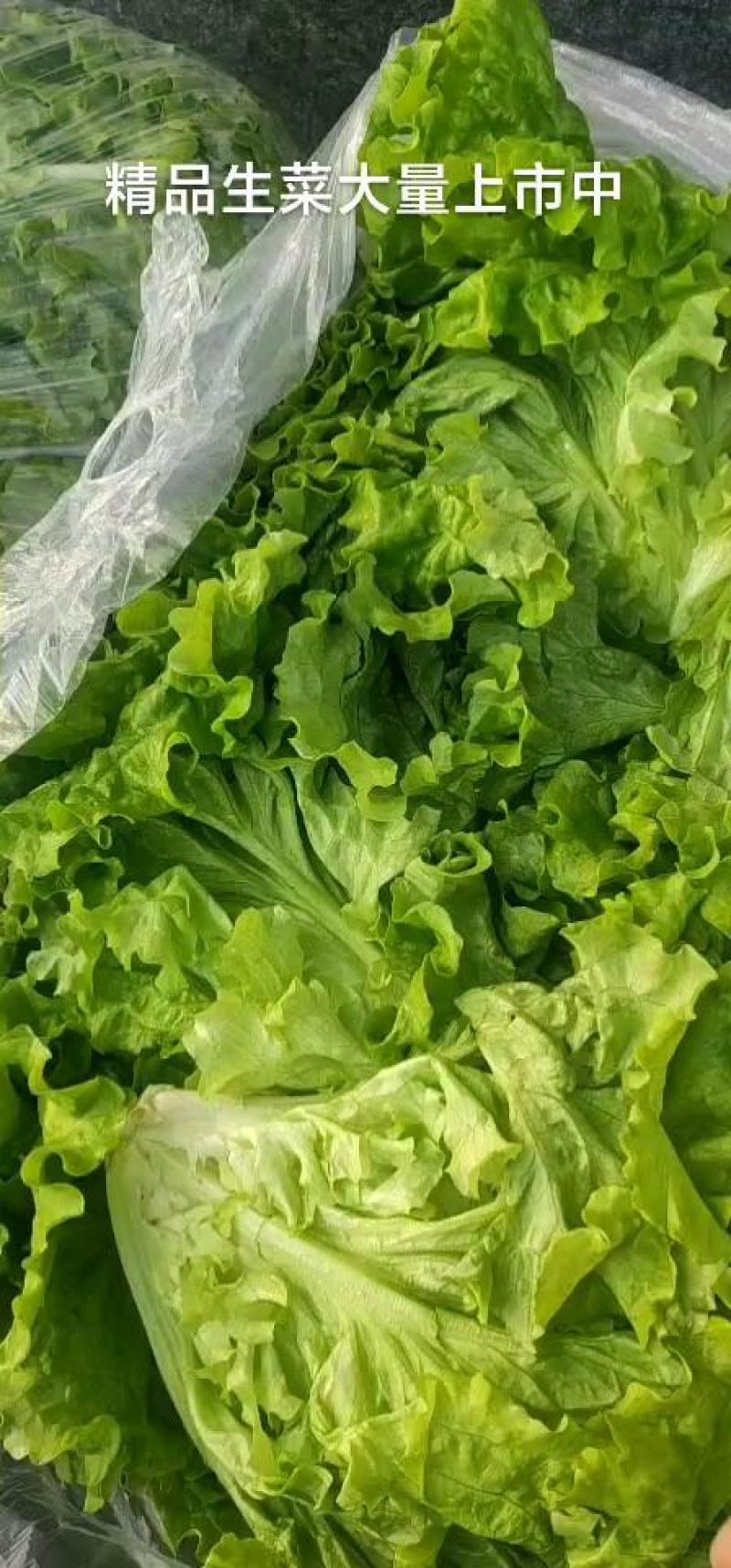 山东青州青苗散叶生菜大量上市