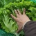 山东青州青苗散叶生菜大量上市