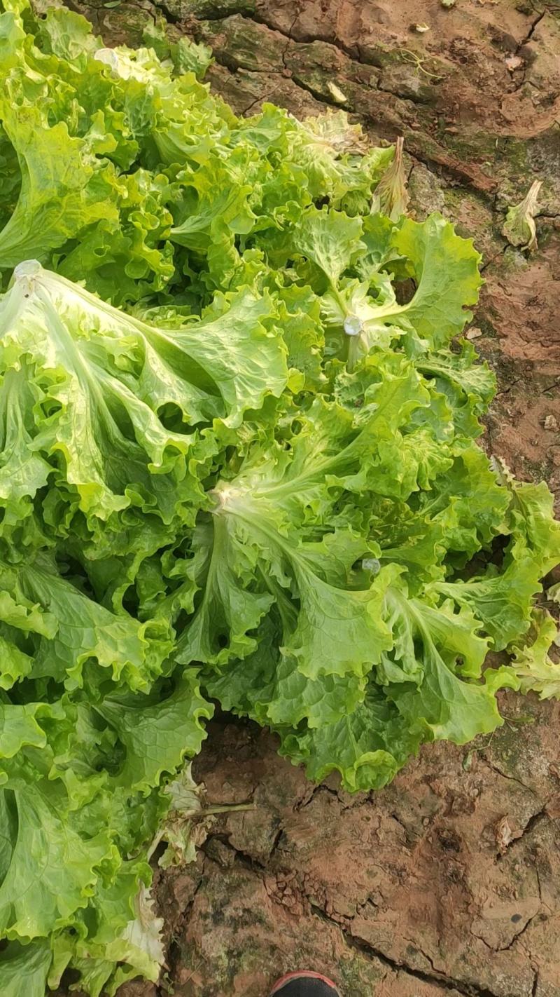 山东青州青苗散叶生菜大量上市