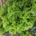 山东青州青苗散叶生菜大量上市