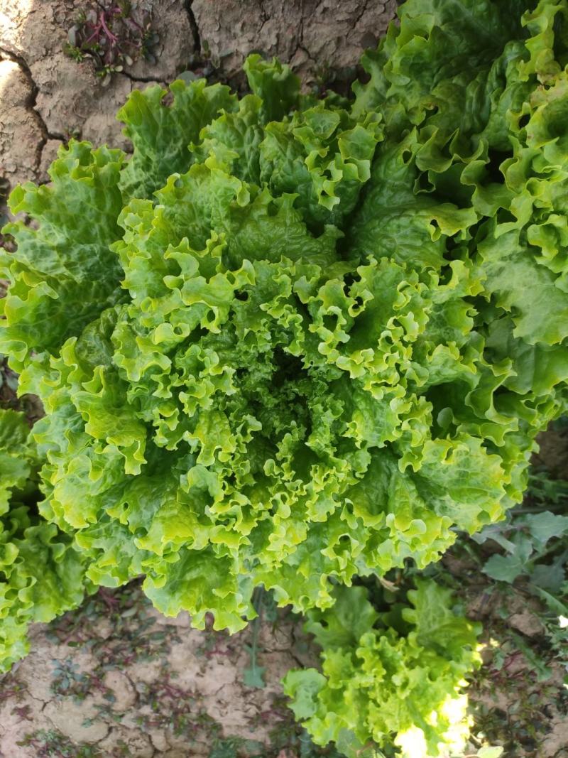 山东青州青苗散叶生菜大量上市