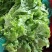 山东青州青苗散叶生菜大量上市