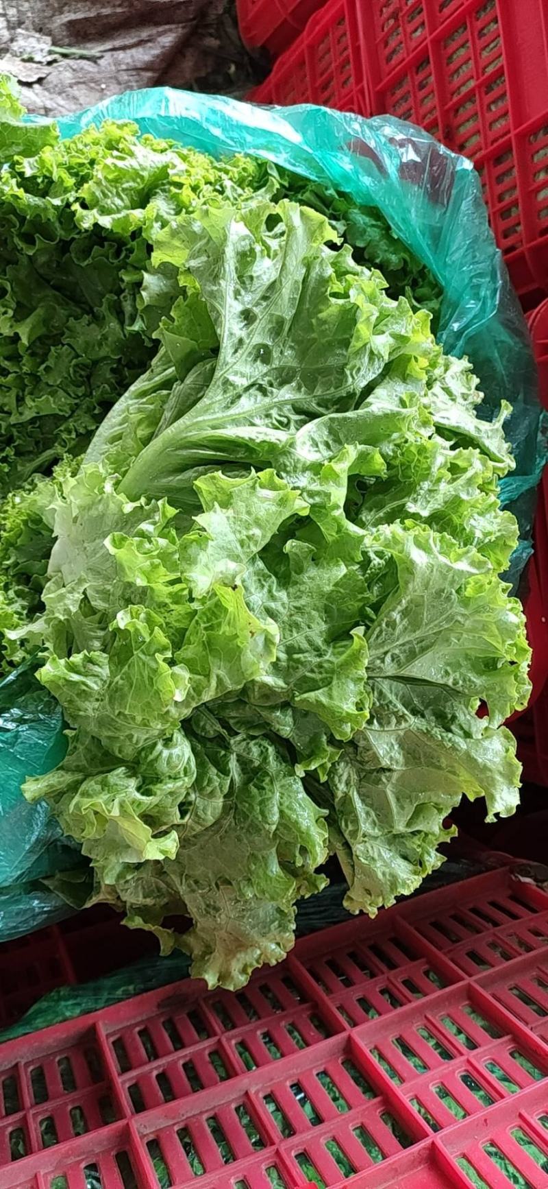 山东青州青苗散叶生菜大量上市