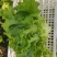 山东青州青苗散叶生菜大量上市