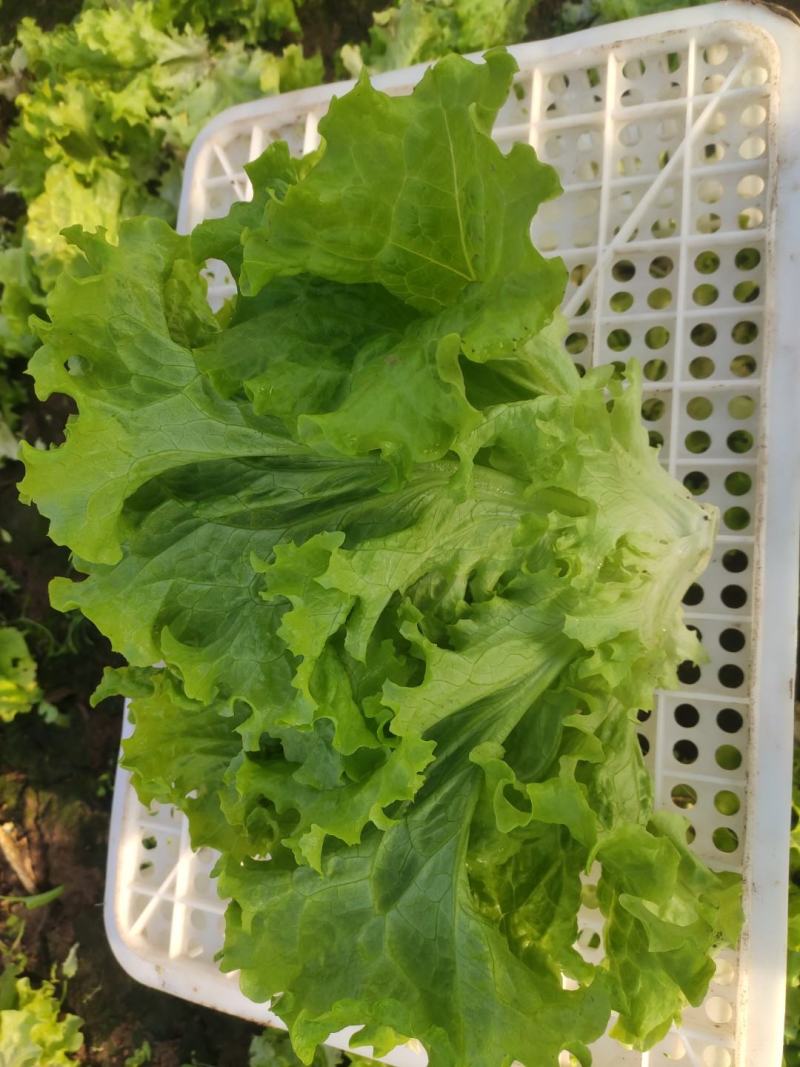 山东青州青苗散叶生菜大量上市