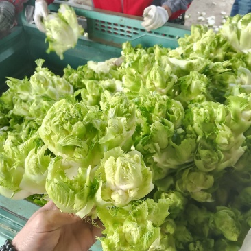 儿菜