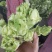 儿菜