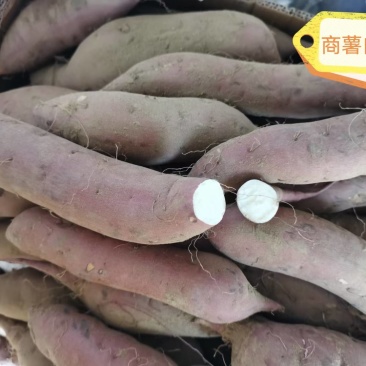 农科院培育，红薯种子，预订中，北京销售部