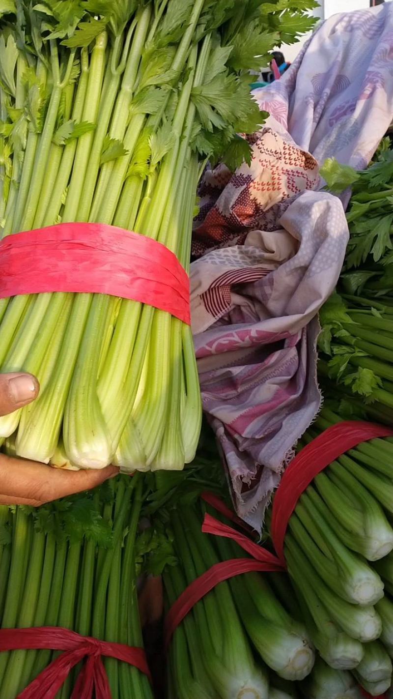 法国皇后芹菜50cm以上，棵子粗，细两种，叶大，甘有青