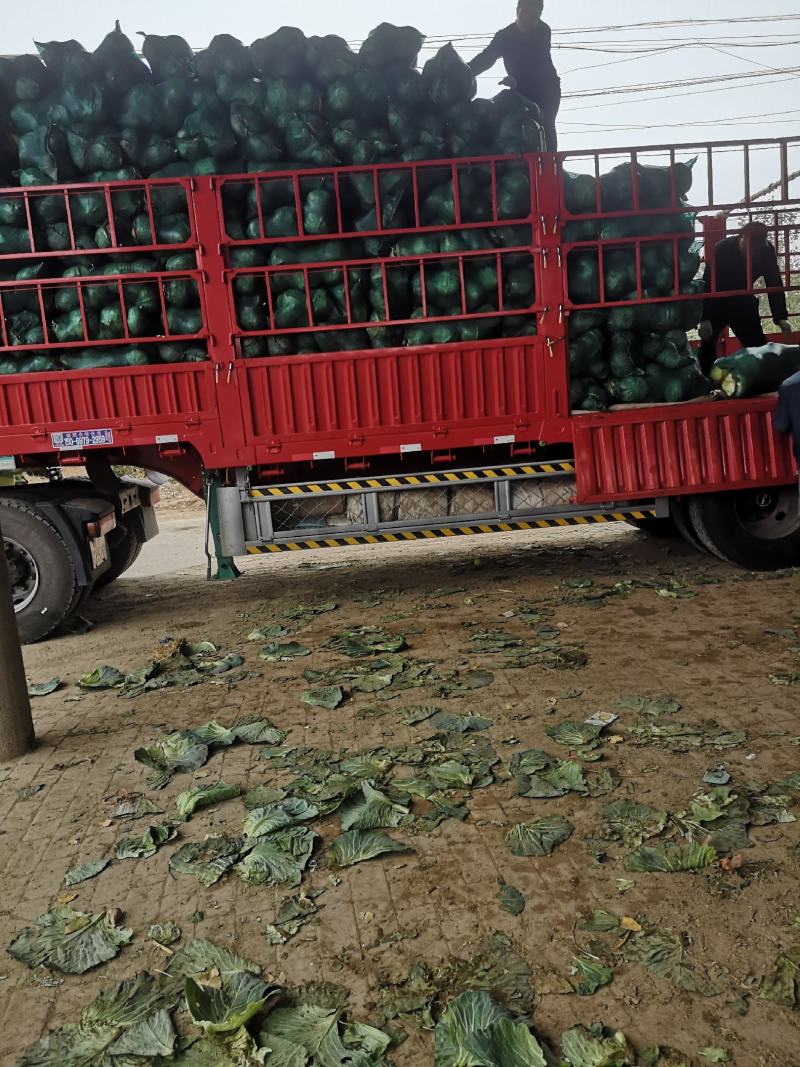 春夏秋扁包菜大量有货，价格低量大，有需要的联系我，产地直