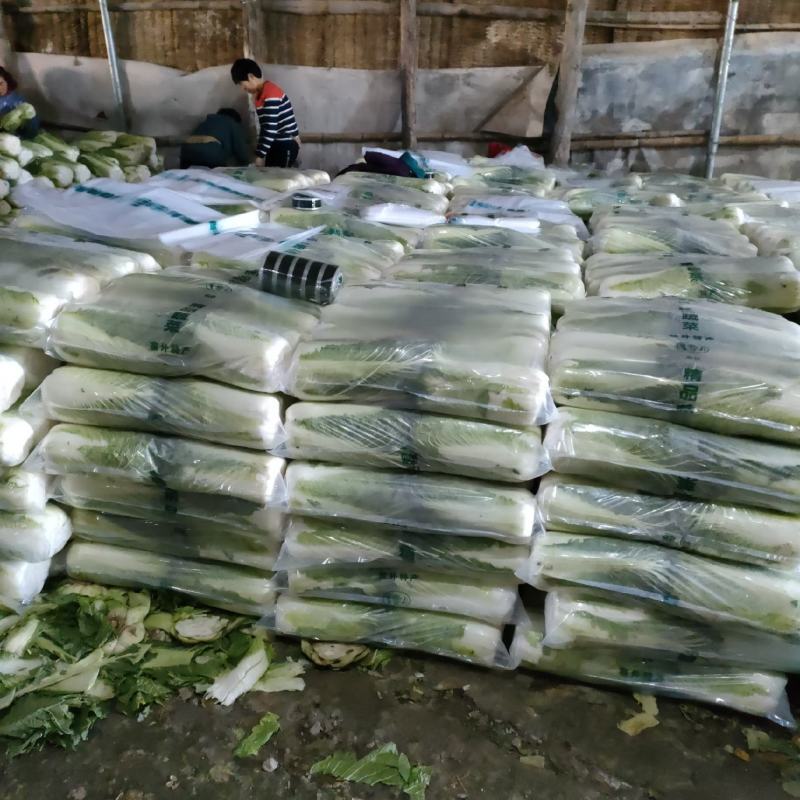 河北唐山新北京三号上市中，几十万亩冬储白菜陆续上市中。