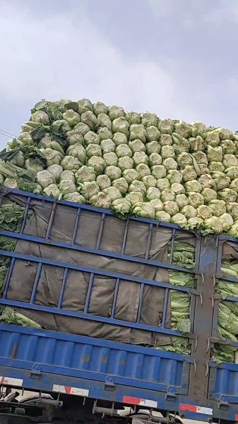 河北唐山新北京三号上市中，几十万亩冬储白菜陆续上市中。