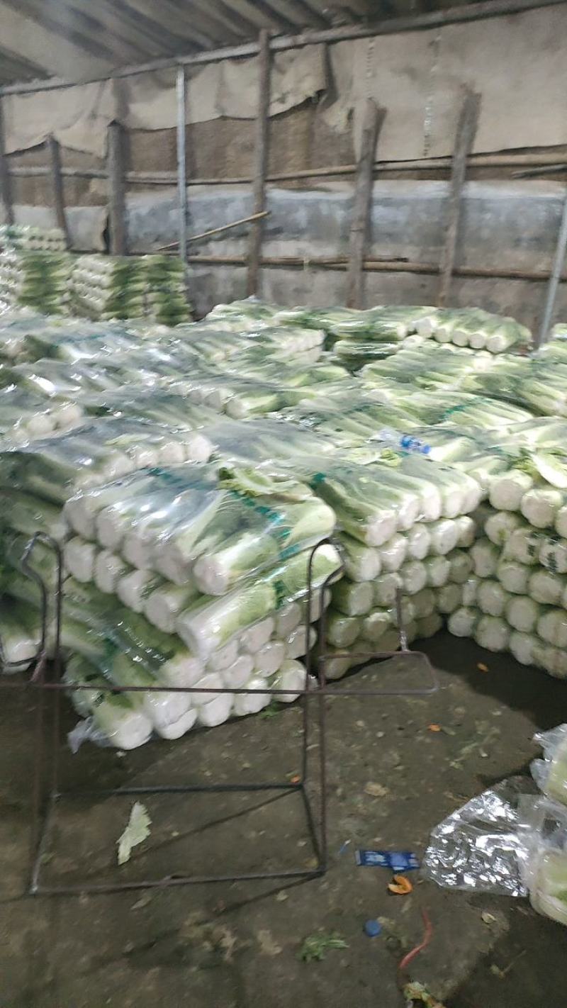 河北唐山新北京三号上市中，几十万亩冬储白菜陆续上市中。