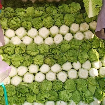 大白菜，北京3号，黄心