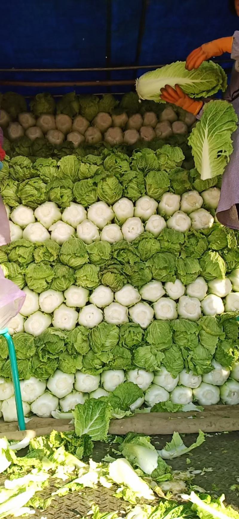 大白菜，北京3号，黄心