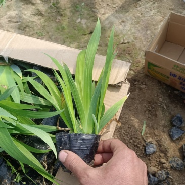 【推荐】蓝花鸢尾，基地供应，质量保证，欢迎来电咨询