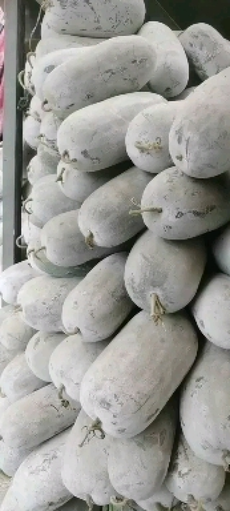 中牟县优质水果冬瓜加工分拣中心。。。。。。。。。