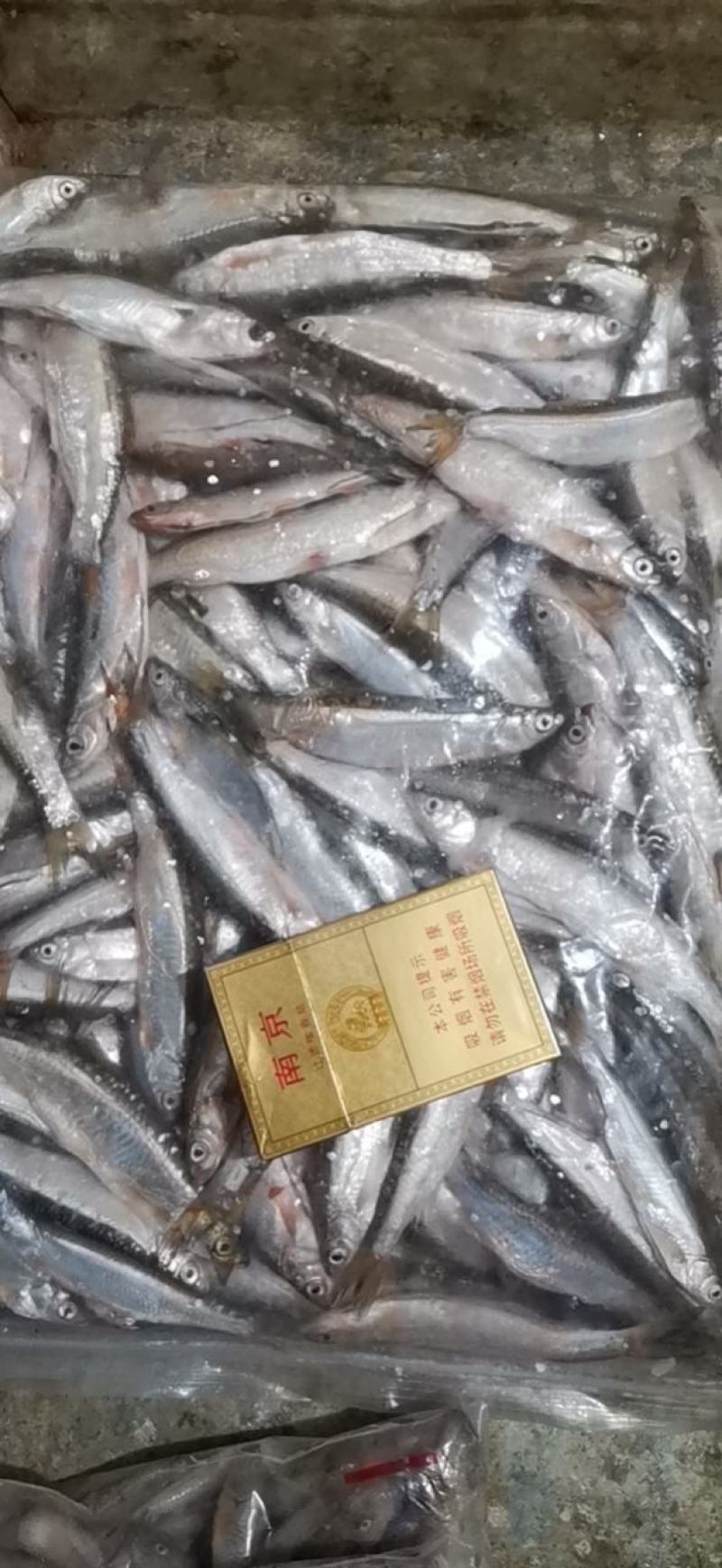 白条鱼开肚10-15公分，产地发货，质量保证，欢迎