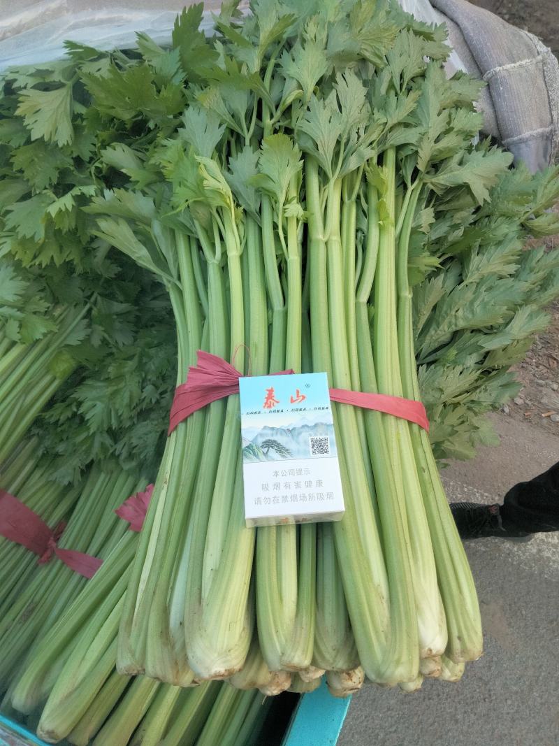 产地直发中细颗芹菜大量供应欢迎老板来采购