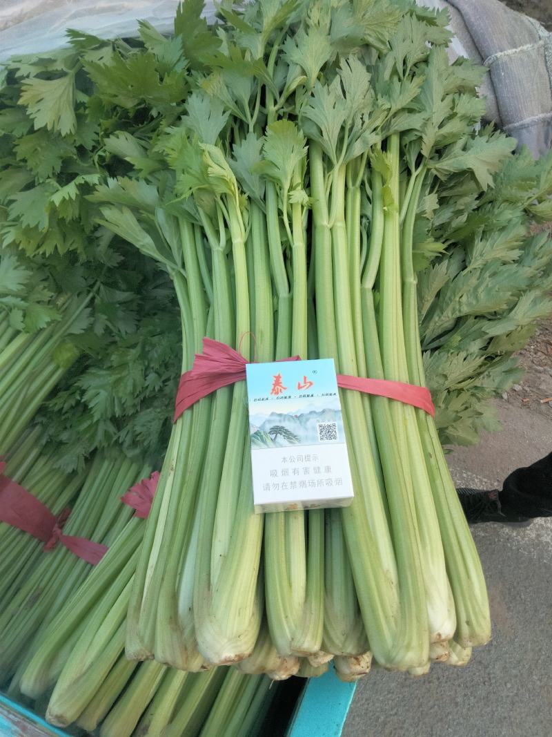 产地直发中细颗芹菜大量供应欢迎老板来采购