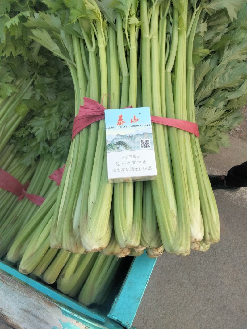 产地直发中细颗芹菜大量供应欢迎老板来采购