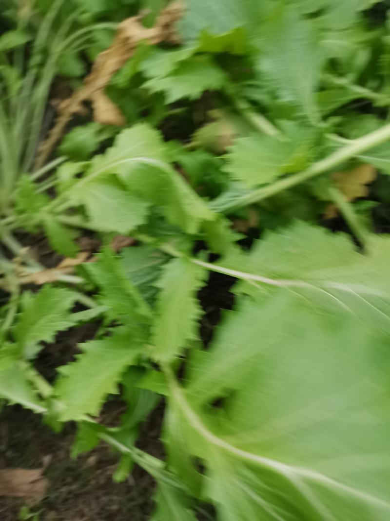 雪菜，现货5000亩地
