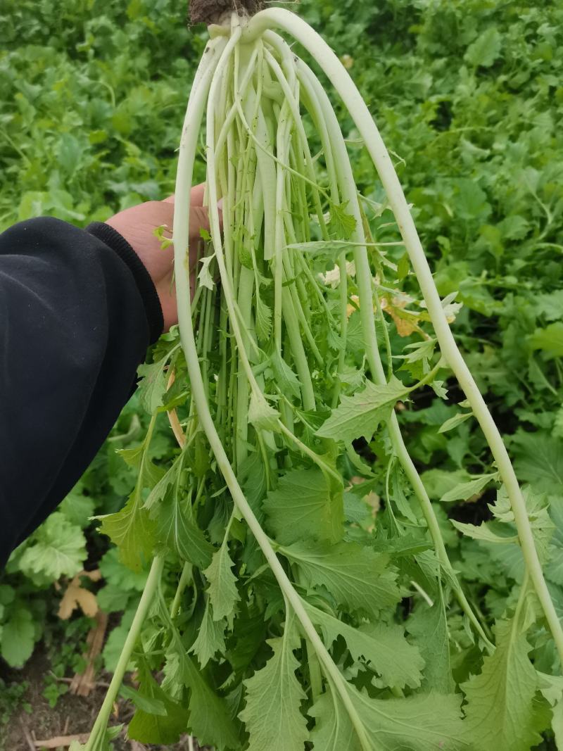 雪菜，现货5000亩地