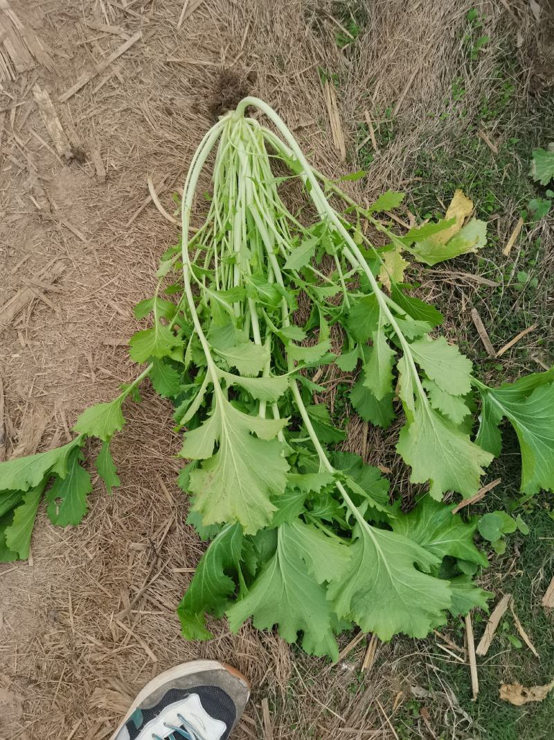 雪菜，现货5000亩地