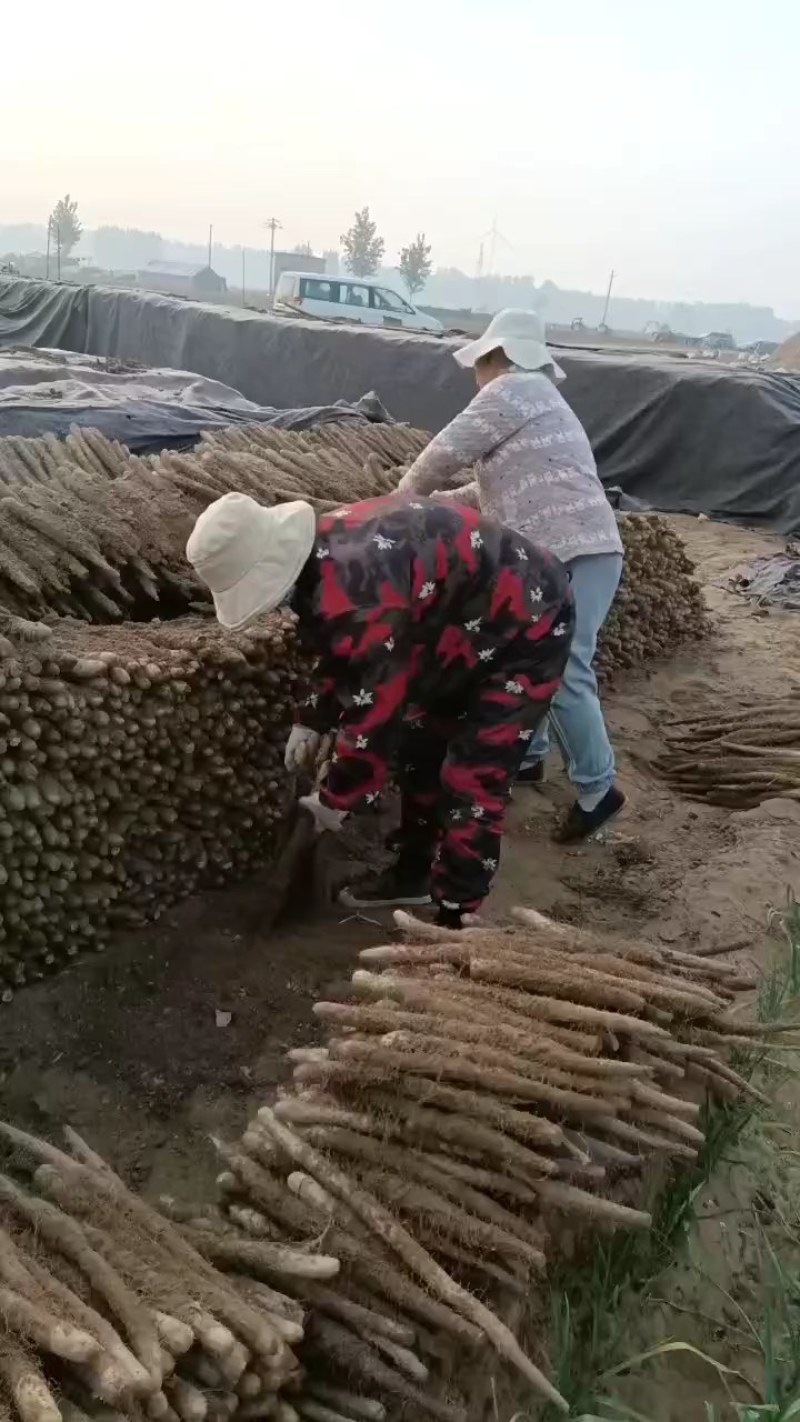 内黄县嘛山药基地双棒小白嘴紫药量大质优