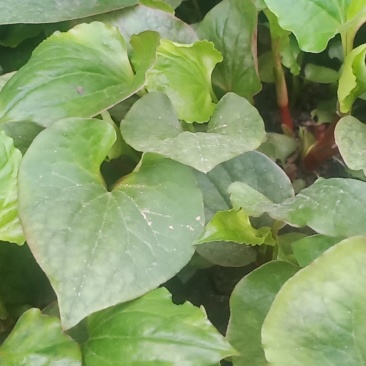 鱼腥草