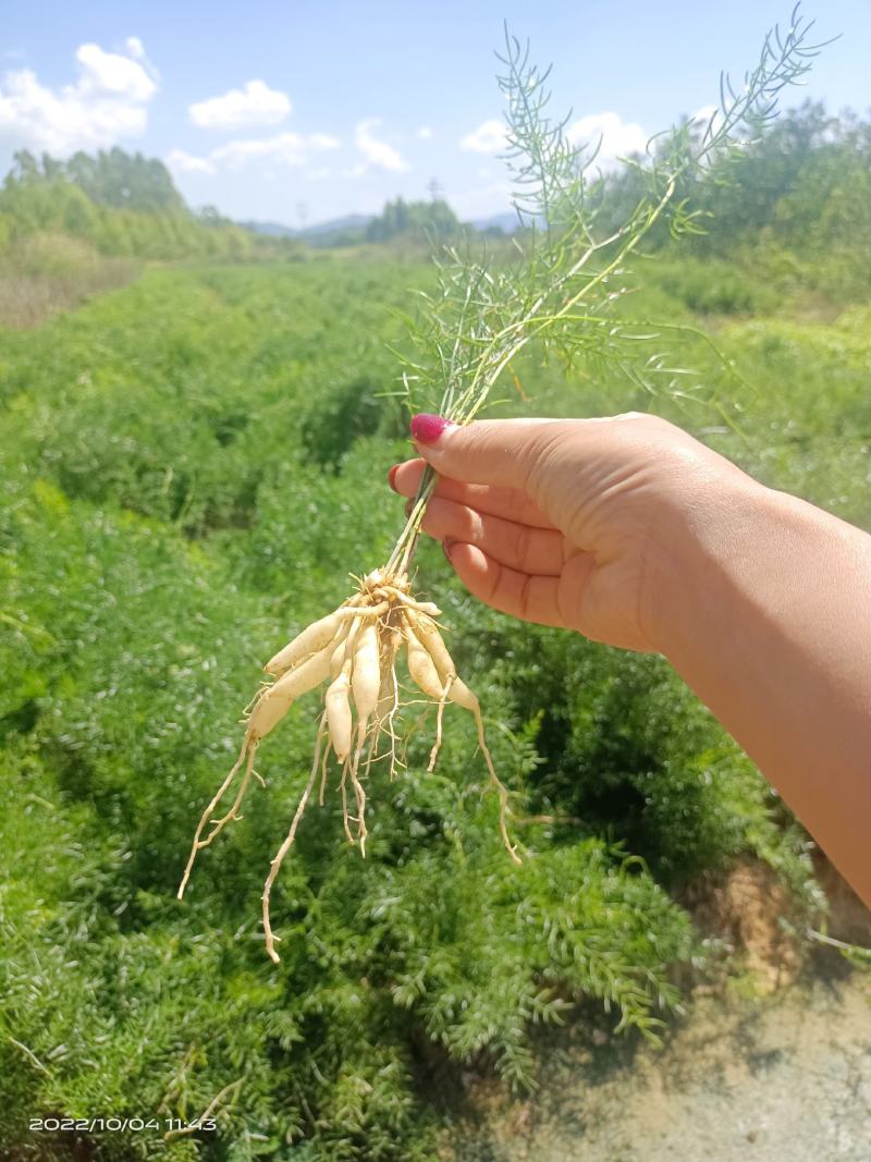 【优质】广西大天冬苗，5个薯起发货，回收！货源充足