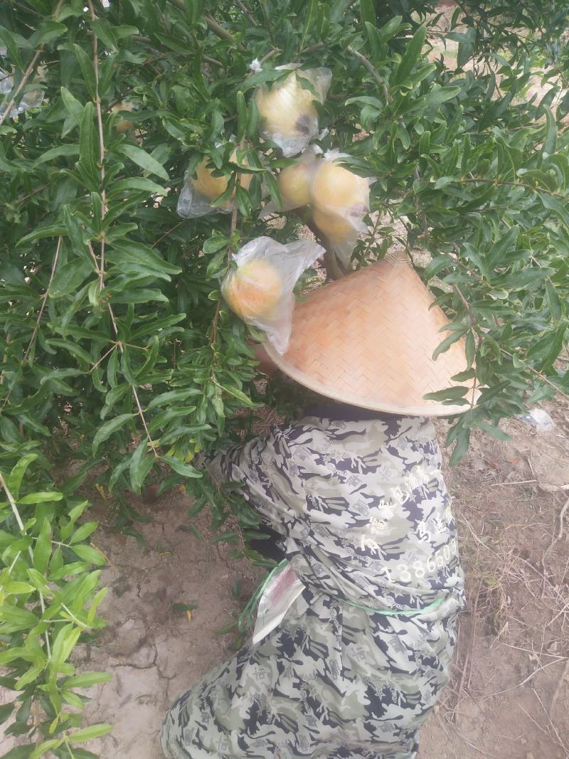 怀远石榴新鲜白花玉石籽皮薄肉肥正宗特产当季水果10斤整箱