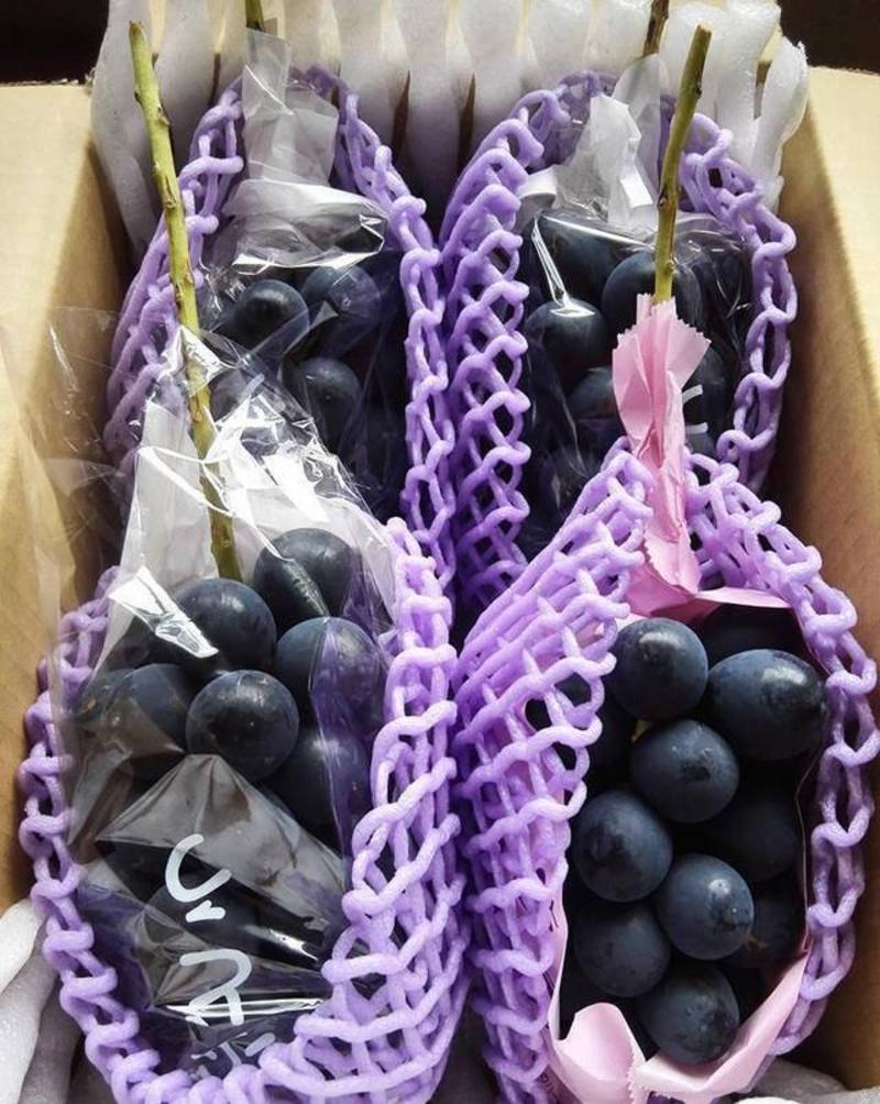 长野紫葡萄苗，自然无核，晚熟大粒香甜多汁，保纯度保成活率