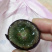 长野紫葡萄苗,自然无核,晚熟大粒香甜多汁,保纯度保成活率