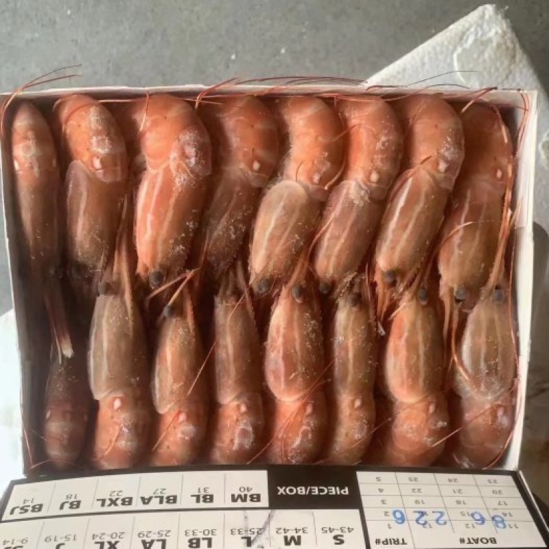 牡丹虾