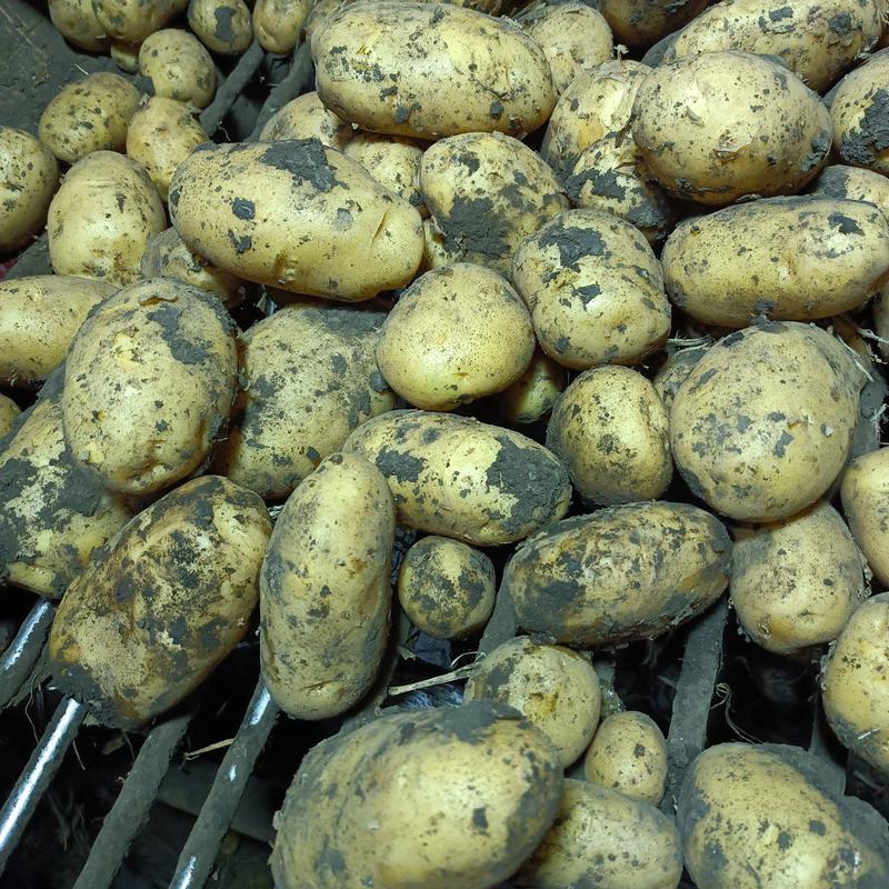 内蒙古黄心土豆一手货源场地直发可以视频看货