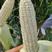 京科糯2000E玉米种子，200克