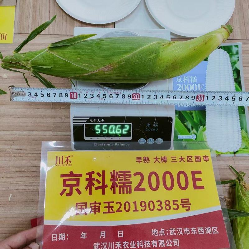 京科糯2000E玉米种子，200克