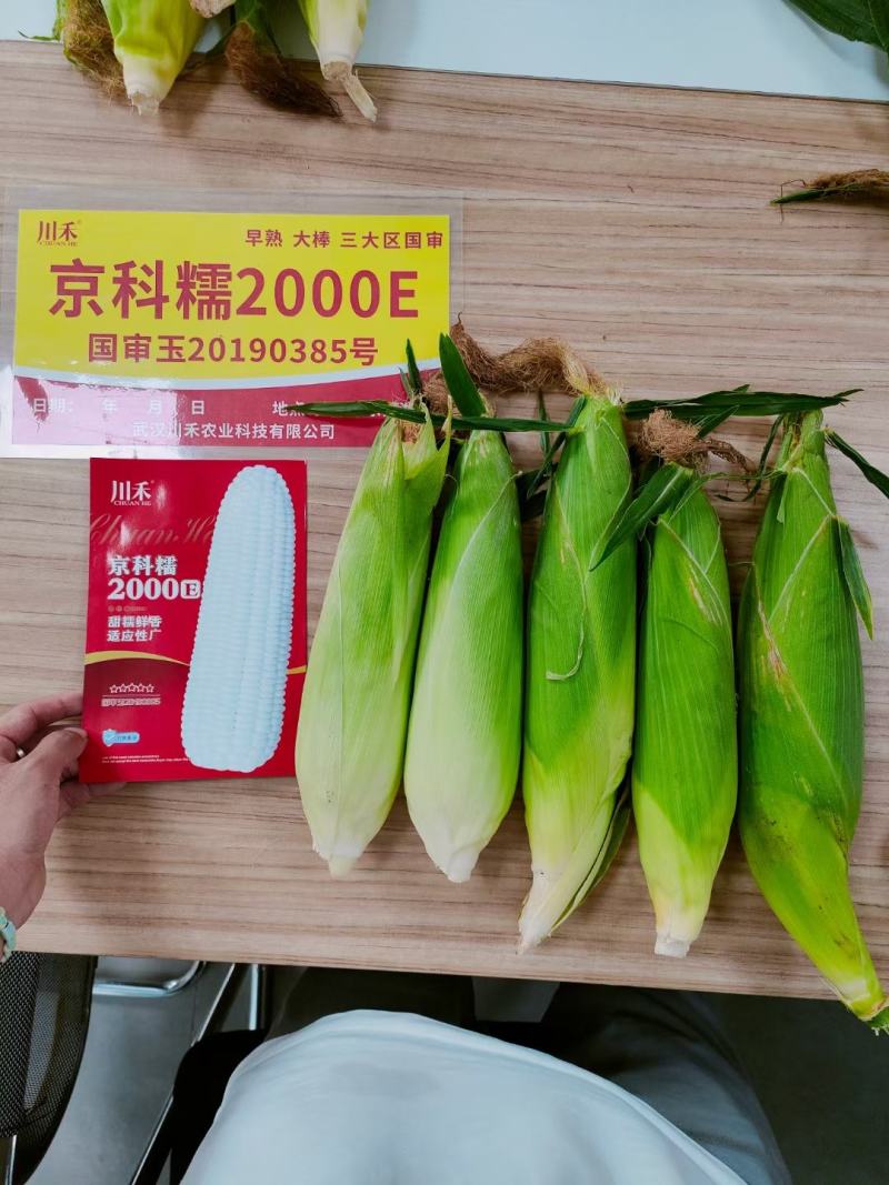 京科糯2000E玉米种子，200克