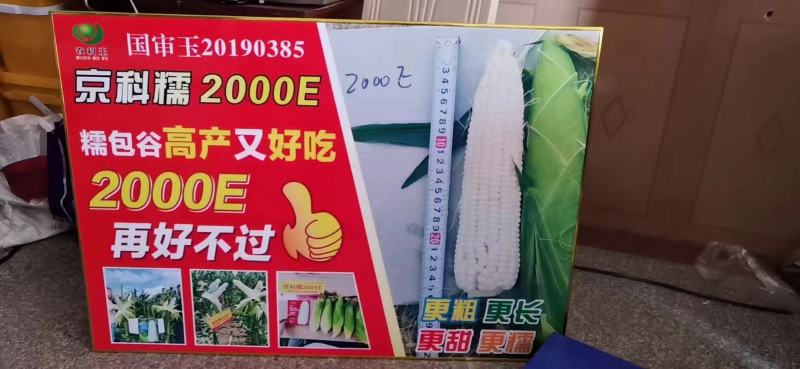京科糯2000E玉米种子，200克