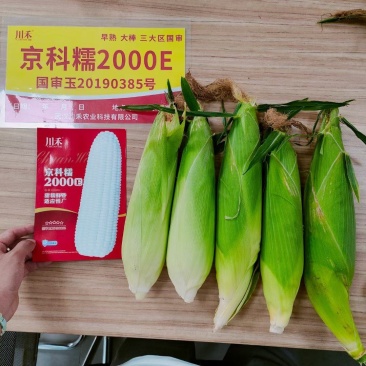 京科糯2000E玉米种子，200克