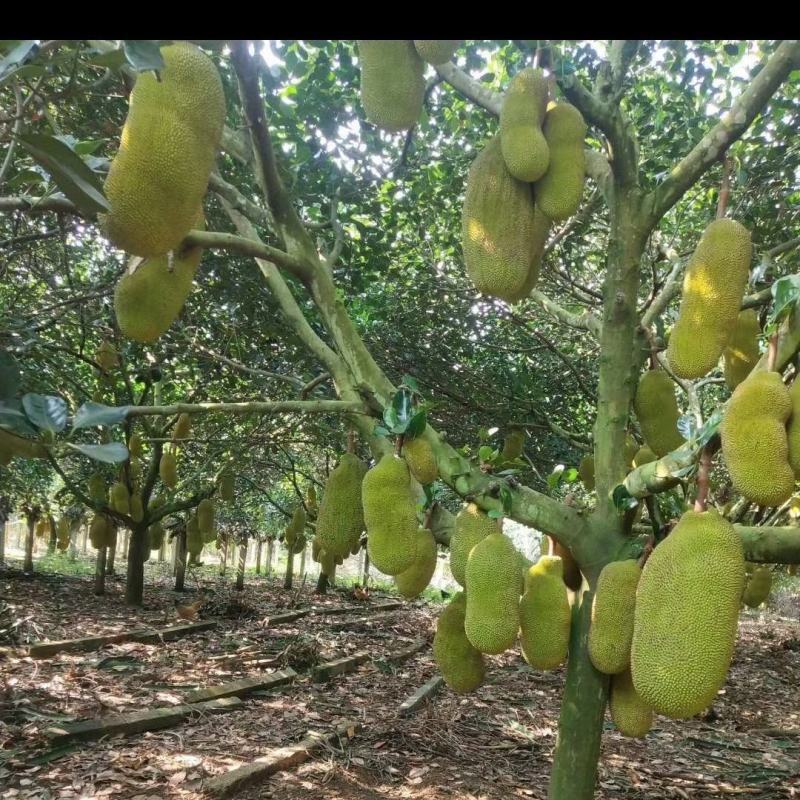 菠萝蜜马来一号5号品种