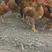 现大出售120至180天的散养公鸡，基地直发货源充足！