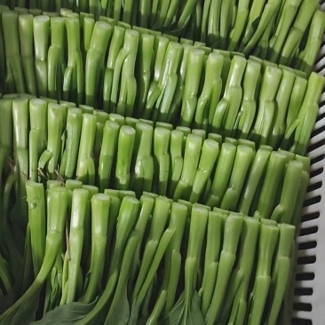 广东菜心菜苔基地直发保质保量售后无忧全国可发售后无忧