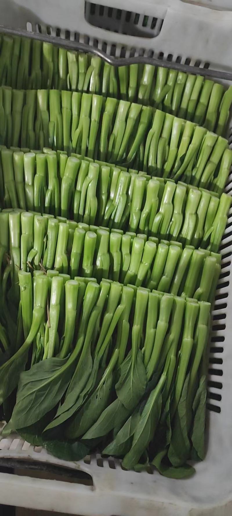 广东菜心菜苔基地直发保质保量售后无忧全国可发售后无忧