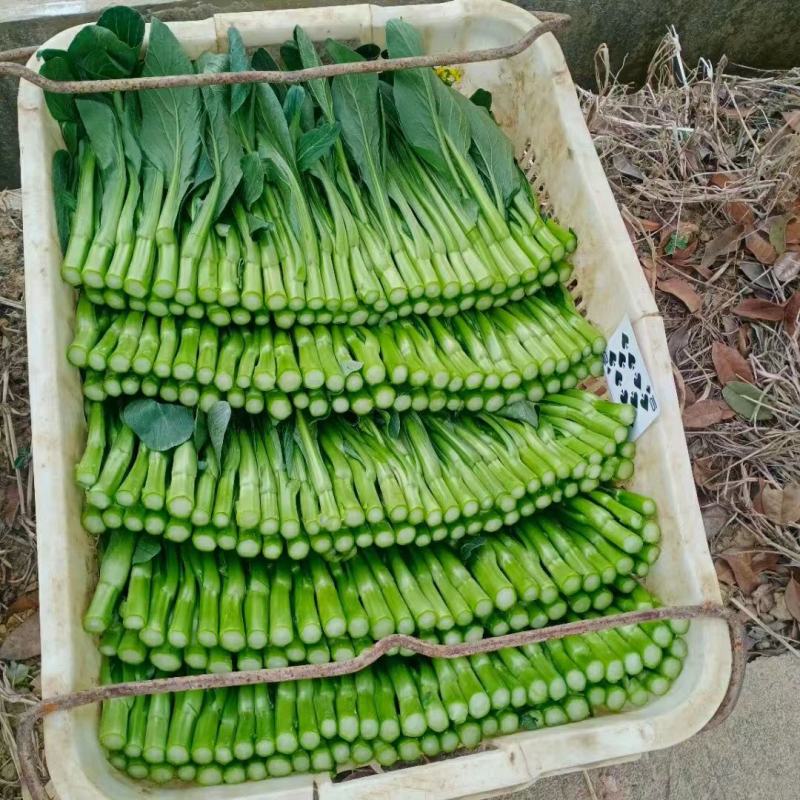 广东菜心菜苔基地直发保质保量售后无忧全国可发售后无忧