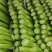 广东菜心菜苔基地直发保质保量售后无忧全国可发售后无忧
