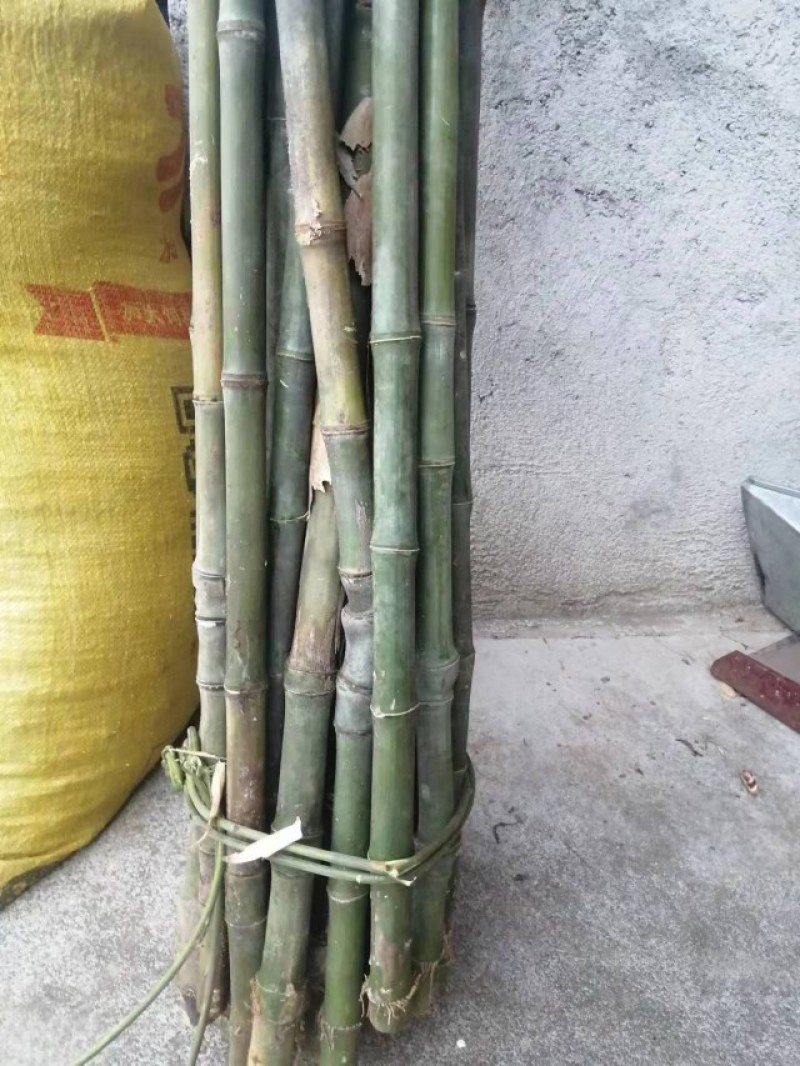 实心竹