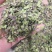 浮萍干货浮萍中药材量大从优欢迎选购！