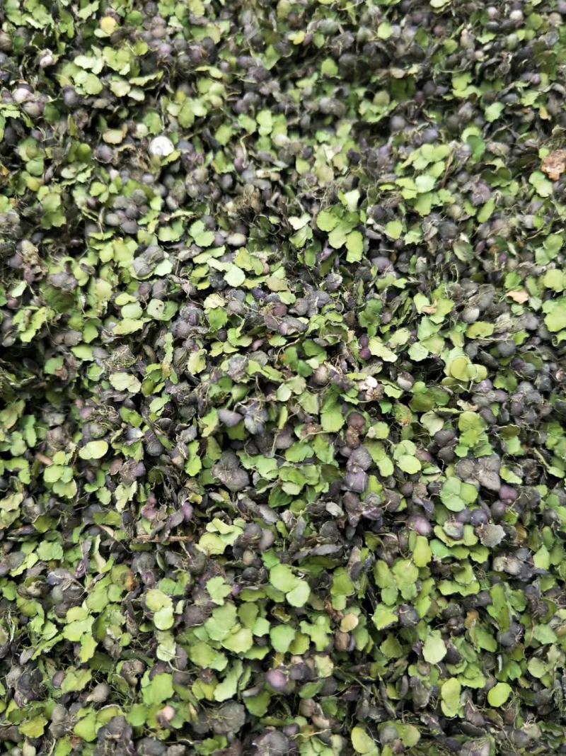 浮萍干货浮萍中药材量大从优欢迎选购！